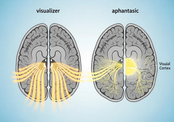 Diagram of brain regions and neural pathways for visualization