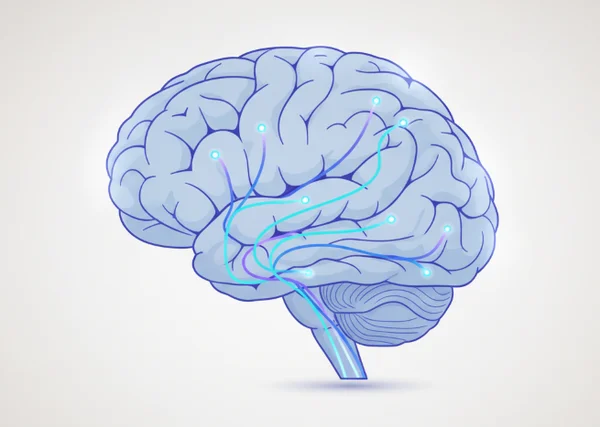 Brain diagram showing neural pathways related to visualization